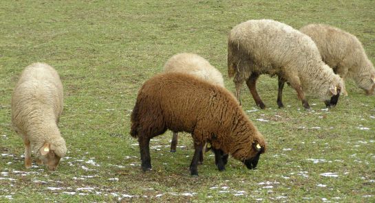 Online igényelhetők a mezőgazdasági támogatások