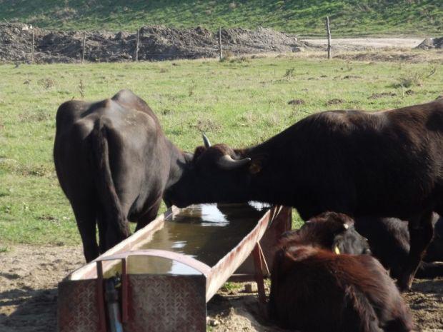 Gasztrokulturális körúttal népszerűsítik Arad megye nevezetességeit