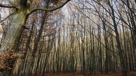 Elúszott az erdősítési támogatás