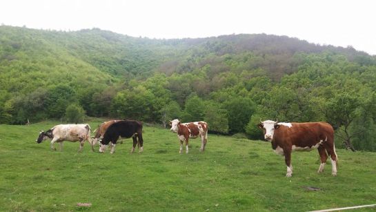 Adrian Oros: Nem az élő állatok exportjának betiltása jelenti a megoldást