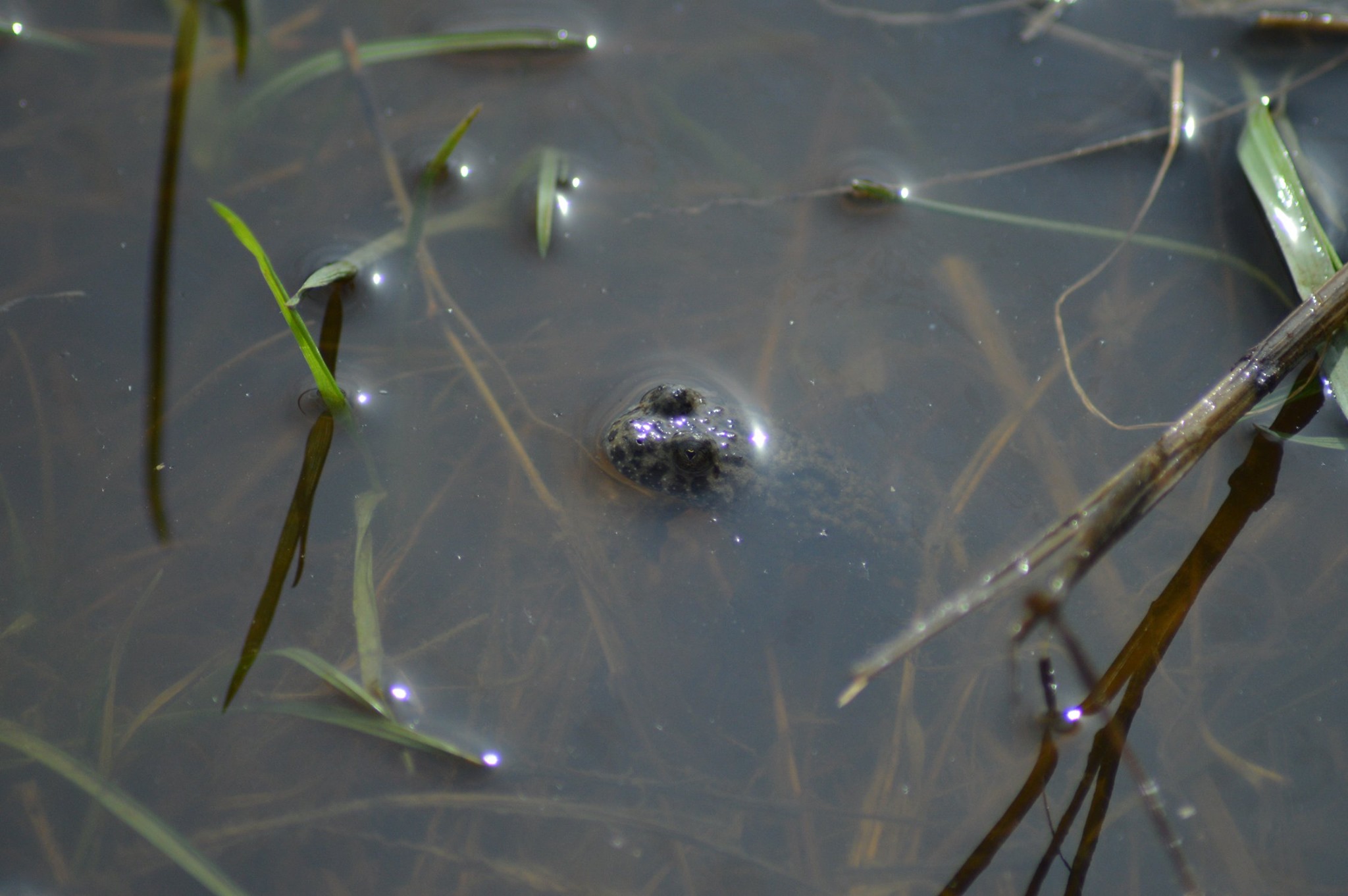 Több mint száz új fajt fedeztek fel a Mekong vidékén az elmúlt két évben