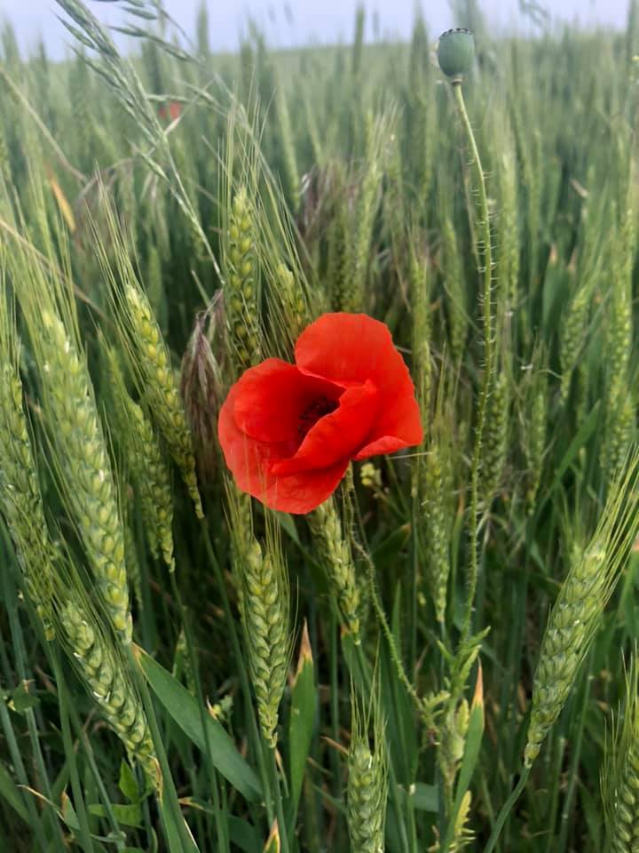 Az Európai Zöld Megállapodás átgondolását sürgetik közép-kelet-európai, köztük agrárszervezetek