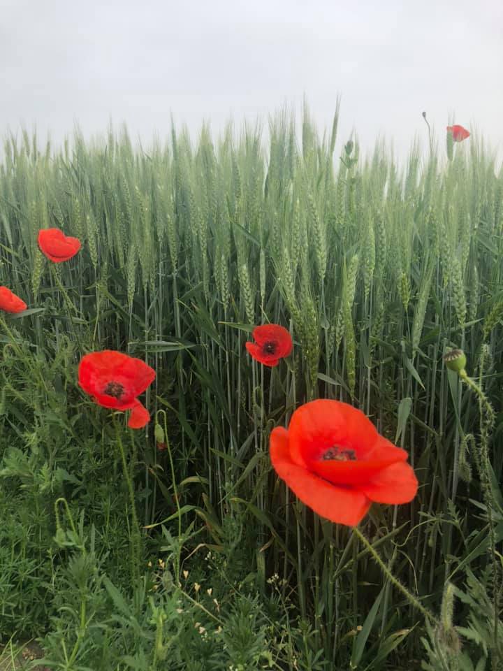Gabonamezők égnek Irakban