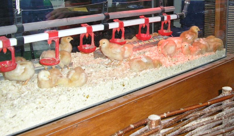 Festett csirkékre figyelmeztetett a fogyasztóvédelem