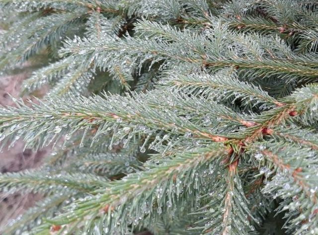 Milyen a jó fenyőfa?