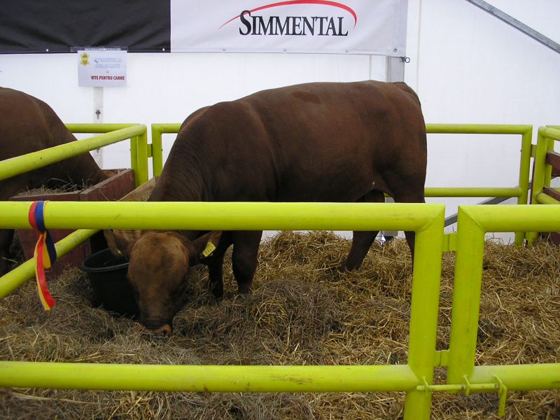 Engedélyt kér Románia tenyészállatok vásárlására