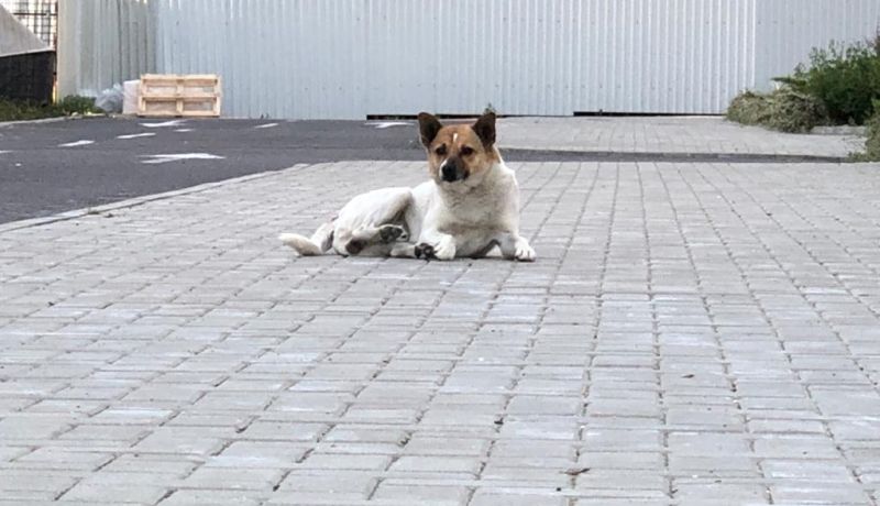 Súlyosan megsebesítettek kutyák egy gyermeket Botoșani-ban