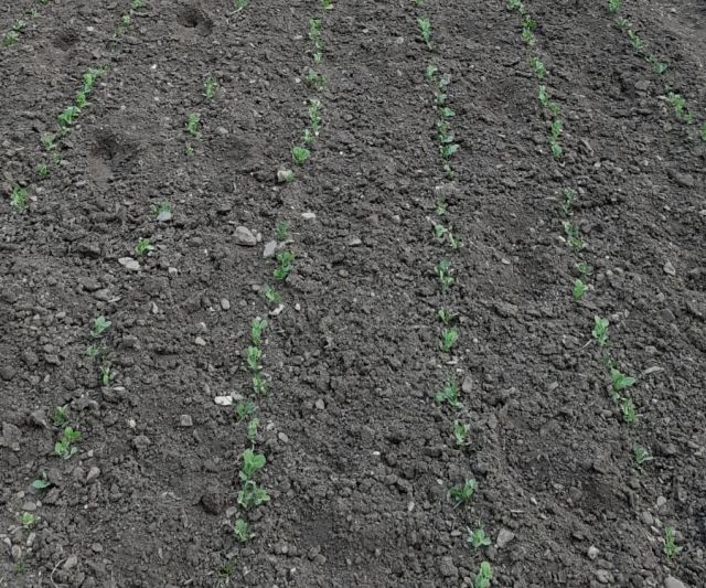 Igényelhető a mezőgazdasági támogatás