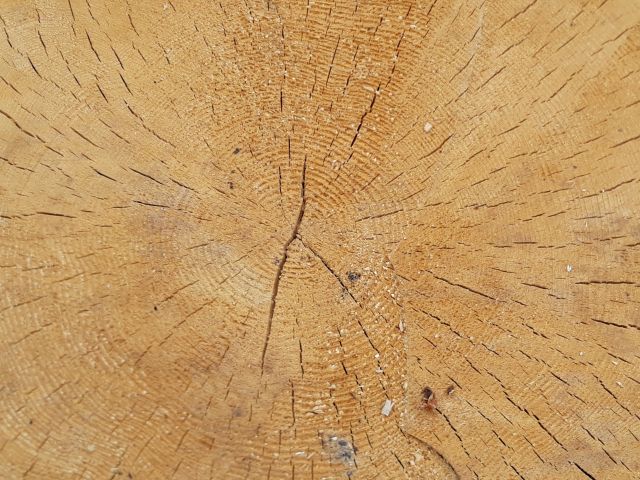 Illegális farakományt fedezett fel a kovásznai rendőrség