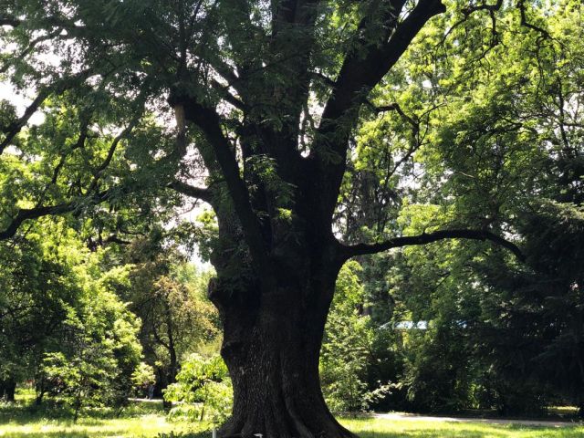 Erdő-parkja lehet Temesvárnak