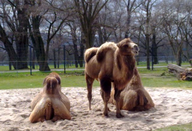 Fenyőt az állatoknak