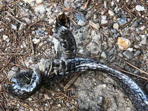 Beköszöntött a Kígyó éve Kínában