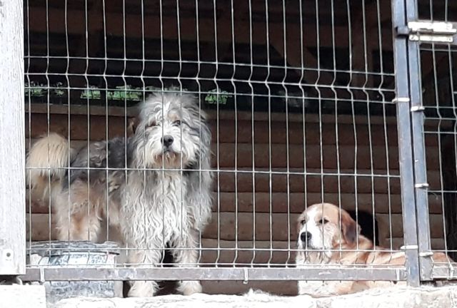 Jóváhagyta az állatrendőrség létrehozását a kormány