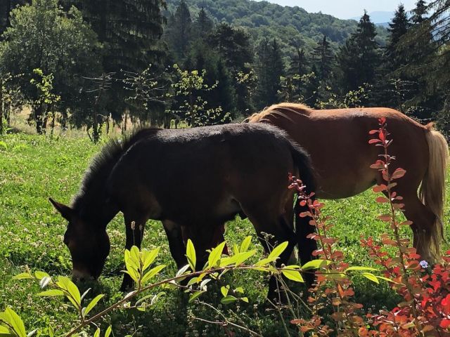 Ismertették a magyar kormány által támogatott lovas programot