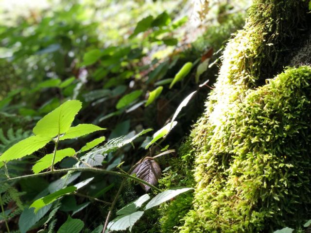 Zöld hét van a főváros több iskolájában