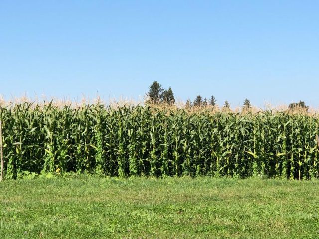 Jó termés lesz kukoricából