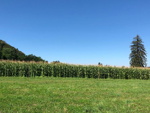 A támogatások megvonását kérik a tűzoltók