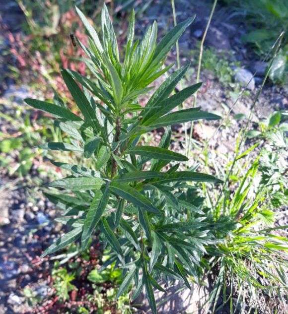 Büntethetnek a parlagfű miatt