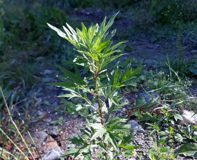 Irtani kell a parlagfüvet