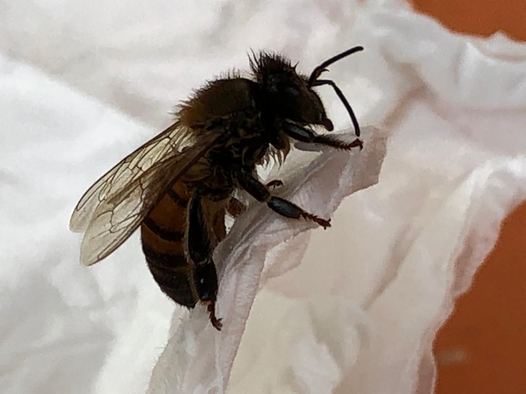 Hamisított méz és rovarölők károsítják a méhészeket