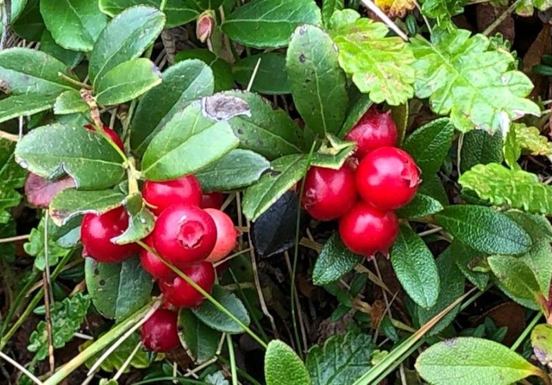 Gyümölcsök a vesék egészségéért