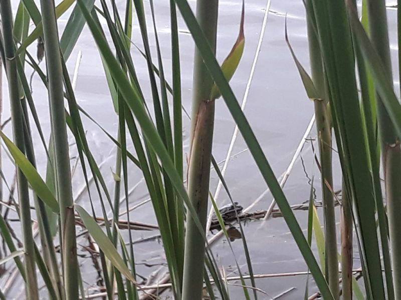 Nevesítették a kormányzó-jelöltet