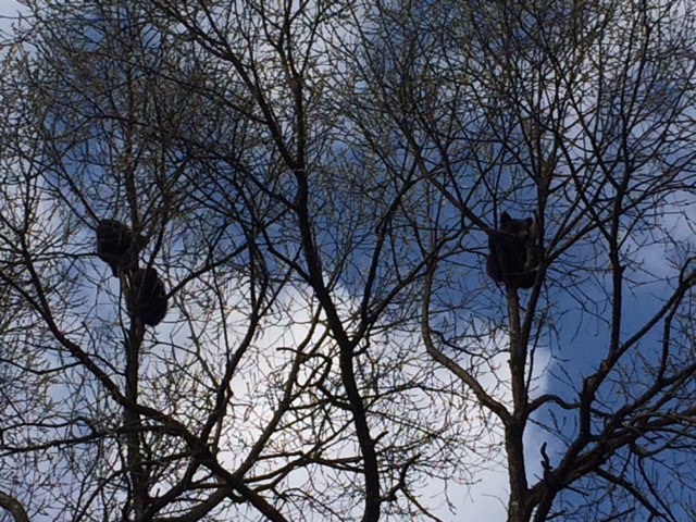 A környezetvédelmi miniszter nem kívánja kommentálni az ügyet