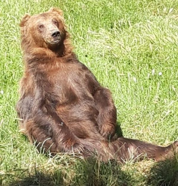 Ismét lakott területen garázdálkodnak a medvék