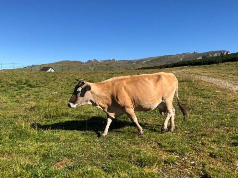 Mától nem szabad bevinni az EU-ból hús- és tejtermékeket Nagy-Britanniába