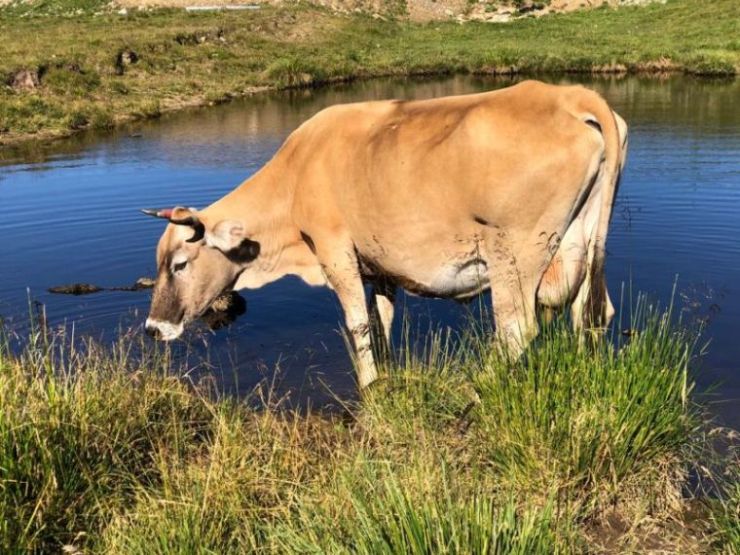 Támogatást kaphatnak a szarvasmarhatartók