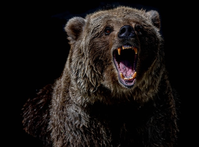 Elfogadta a szenátus a veszélyes medvék eltávolítását szabályozó sürgősségi kormányrendeletet