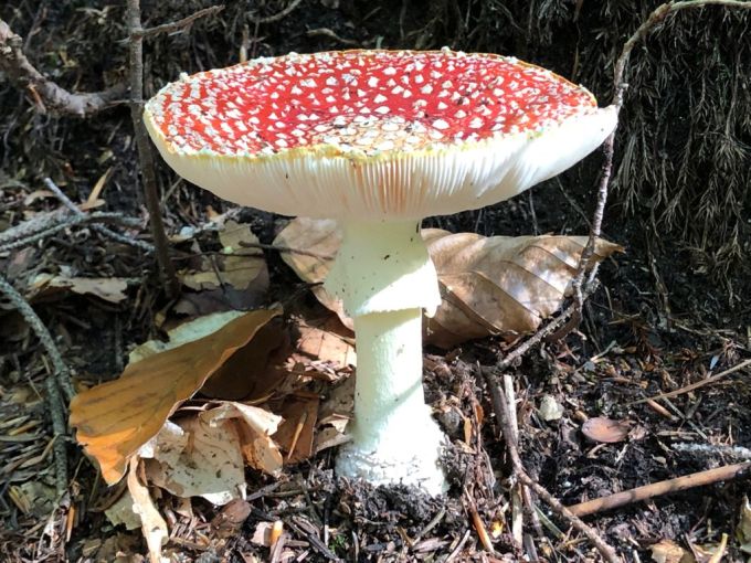 Elmérgesedni látszik a Donald Trump és Volodimir Zelenszkij közötti párbeszéd