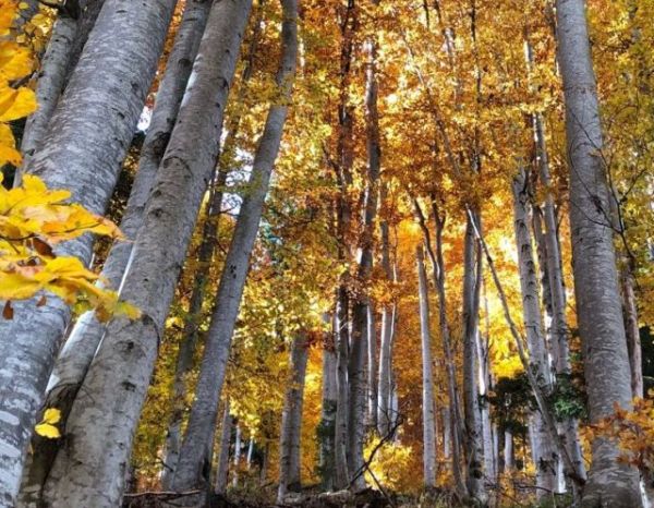 Románia elkötelezett az erdővédelmben