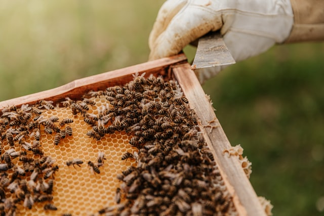 De minimis támogatás méhészeknek