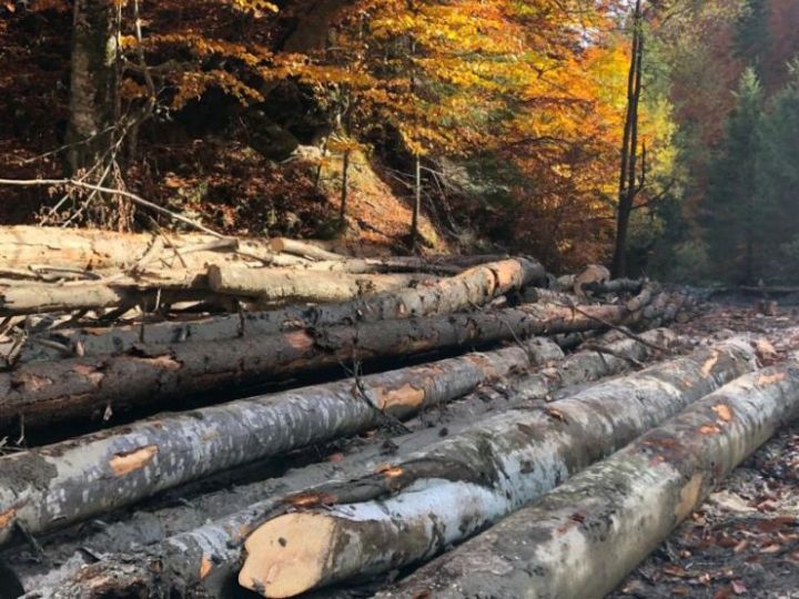 Éjszaka tilos fát szállítani az erdőből
