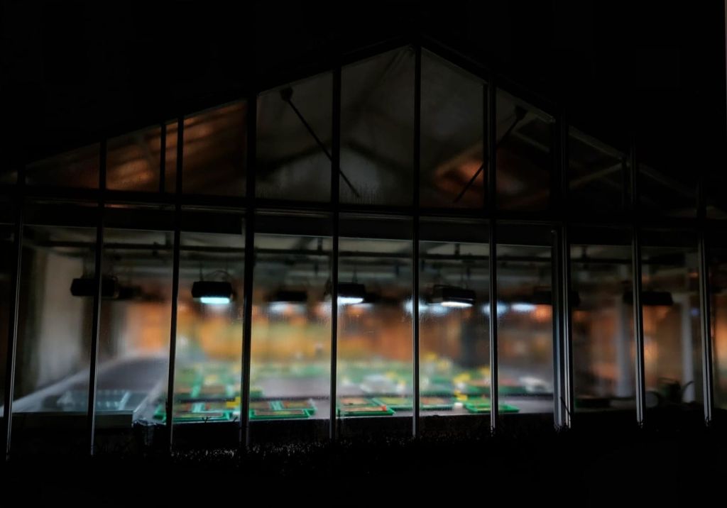 Életképes magokat teremtek a holdtalajban elültetett mustárnövények