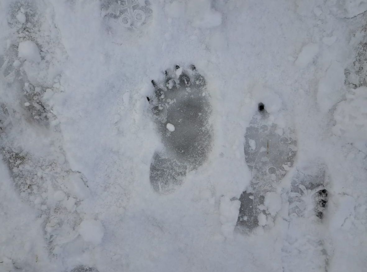 Medvetámadás történt Maros megyében