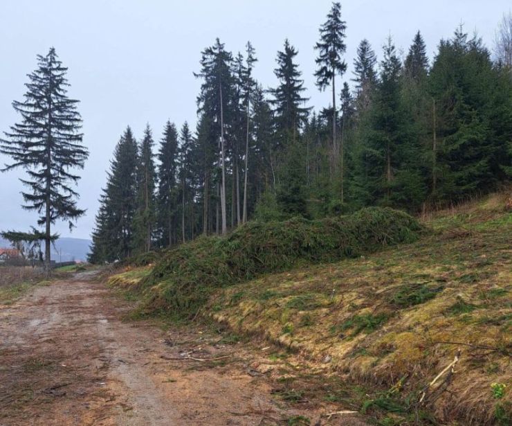 Az erdősítést támogatja a kormány