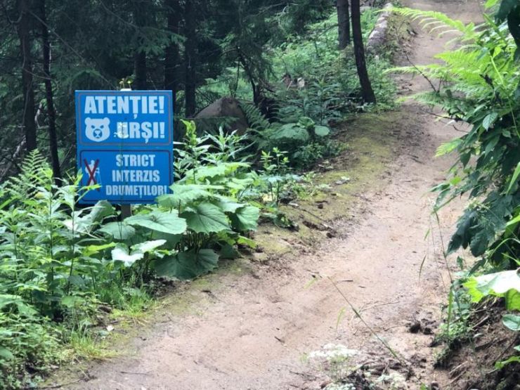 Medve elől menekült az a jászvásári turista, aki pénteken életét vesztette a csíkszépvízi tóban