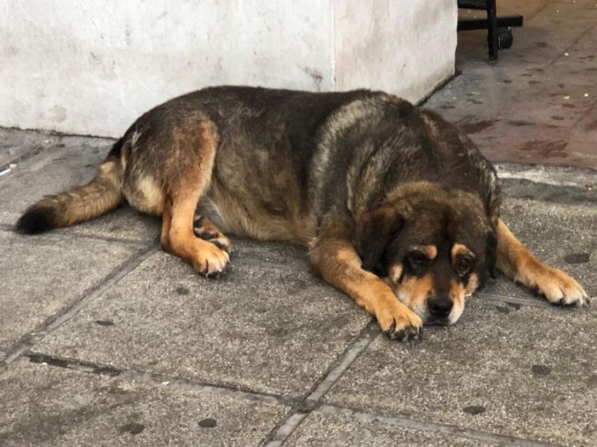 Laborban növesztett hússal készült kutyatáp került forgalomba Nagy-Britanniában