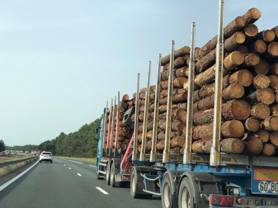 Tavaly több mint 3 ezer köbméter fát koboztak el Hargita megyében