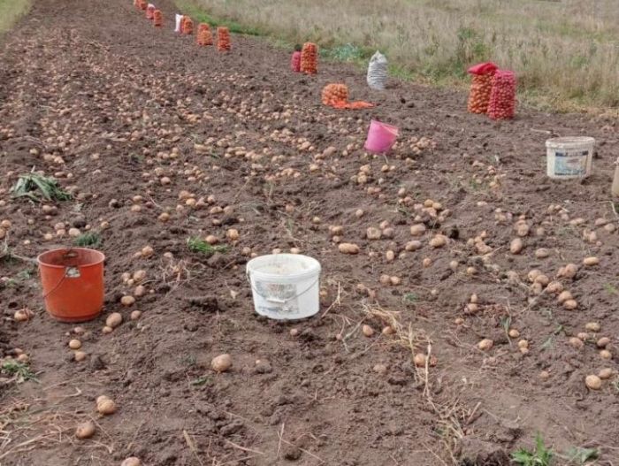 Támogatás a paradicsom, fokhagyma es burgonyatermesztőknek