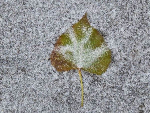 Nagy Zsolt falugazdász: jól jön a téli időjárás az aradi gazdáknak