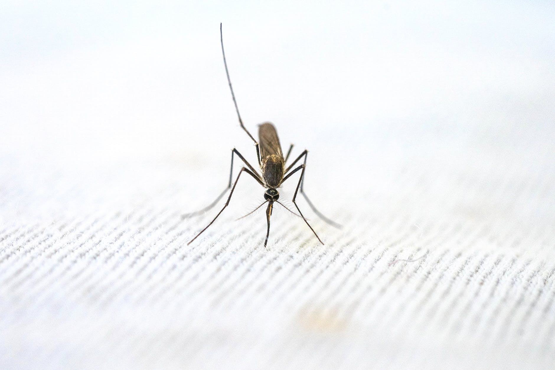Már a negyedik maláriás beteget diagnosztizálták Romániában