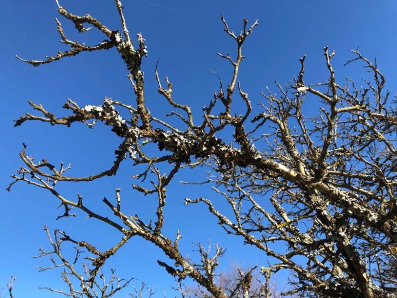 Pénzt adnak a fagykárokért