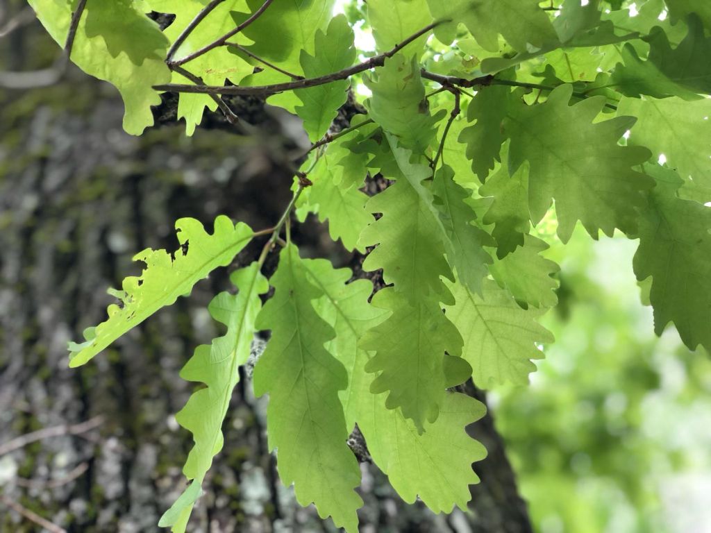 Ki lesz a Romsilva ideiglenes vezérigazgatója?