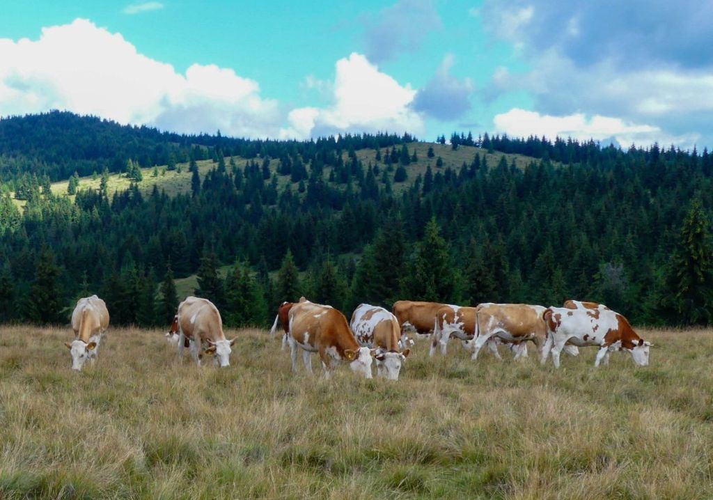 A legelők és pásztorok nemzetközi éve