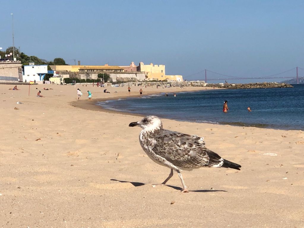 Parton pusztulnak a delfinek