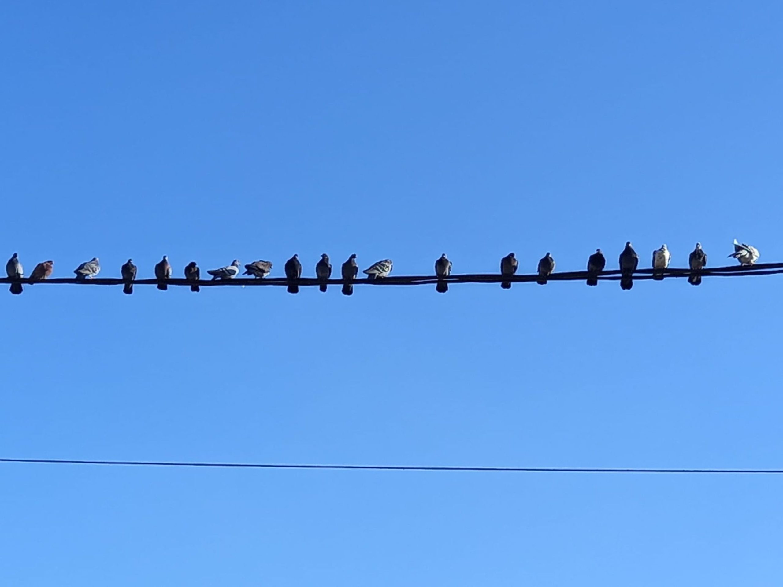 Kínai kutatók új felfedezésre jutottak a madarak eredetével kapcsolatban