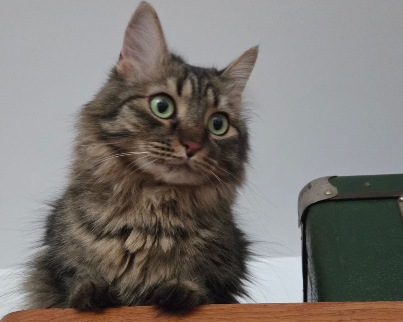 A macskadorombolás, mint gyógyászati eszköz?